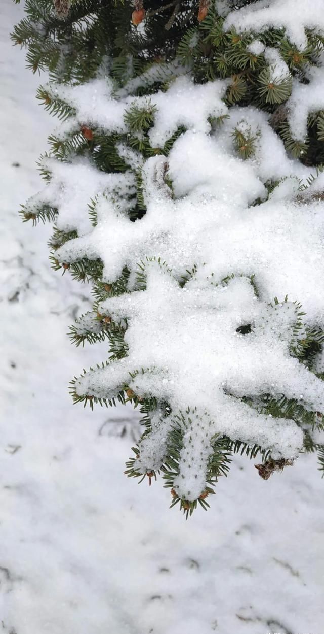 「交警部门」黑龙江这场大暴雪史上只现两次,专家分析来了!27日后可能…