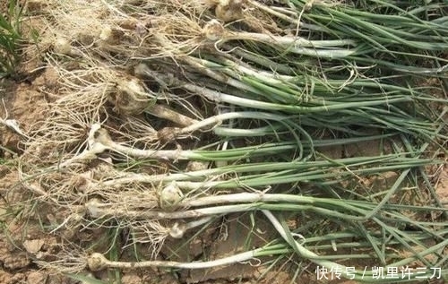  值钱|在干旱的山地里，1种植物像“杂草”，被称为“野蒜”，根茎值钱