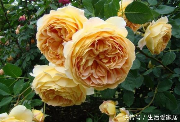  『艳丽』喜欢在家中养护花卉，就养护花期长，花色艳丽，妖娆的花卉，漂亮