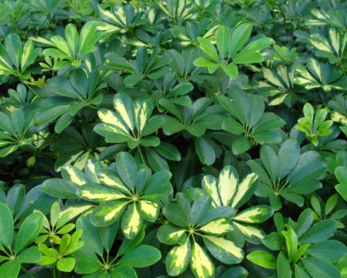 木香花:空气质量差通风不好?养这4盆“净化树”,有益身心,后悔没多养