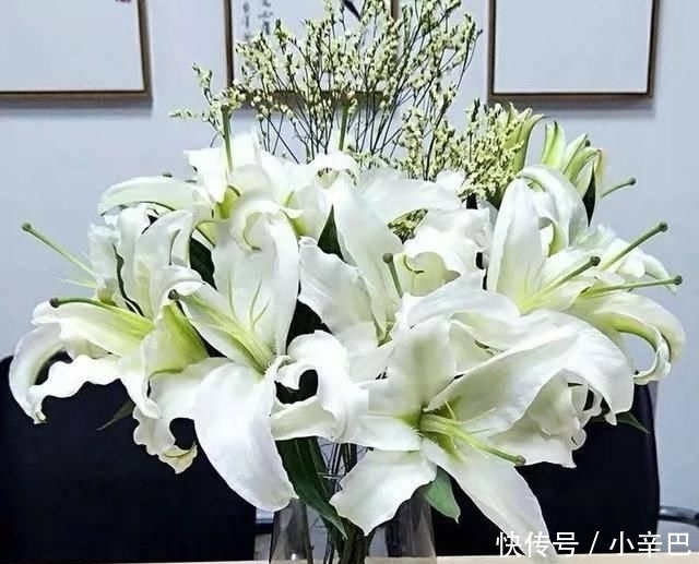 天使■喜欢白色?这五种“洁白花”不可错过,美如雪中天使