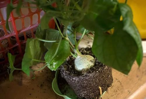  #盆栽#块根像花岗岩的睡布袋观赏植物，养成盆栽后还能爬藤生长
