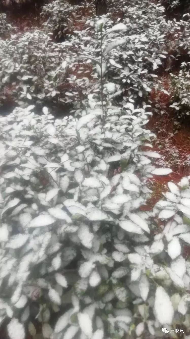 很冷，但也很美！今天重庆多地迎来降雪，你那里下雪了么