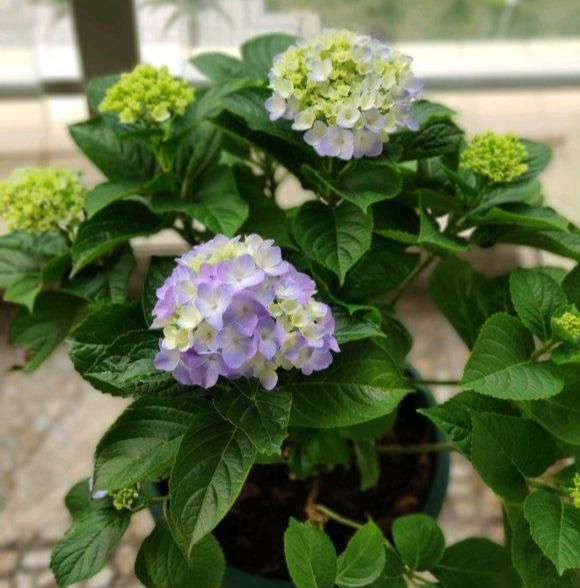 『解决』绣球养的干巴巴?都是心急臭毛病,3招解决干枯问题