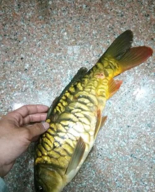  『路人甲』总感觉鱼越来越难钓了？不一定是钓技不给力，真实原因是这4点