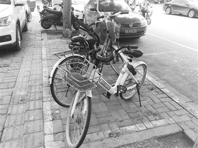 哈罗单车又现石家庄市街头 能骑吗?