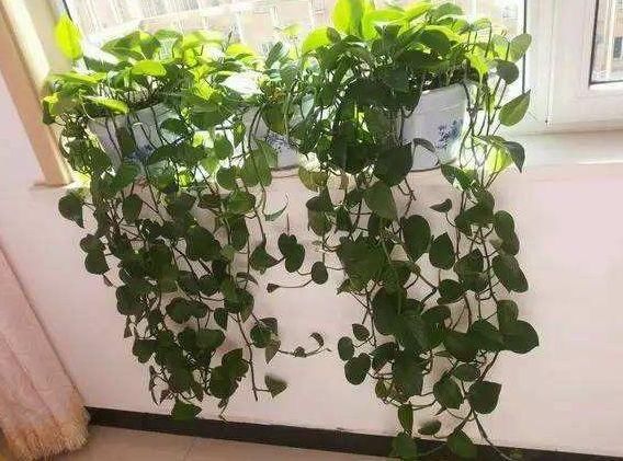 卧室养绿萝,是身体变差的关键,为了孩子的健