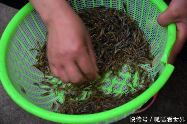 农村一小河里出现许多“漂浮物”，细看后引起附近农民赶来抢捞！