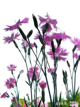 『开花』似竹非竹的石竹开花了