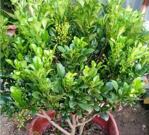  『花朵非常』3种花非常的漂亮，招财纳福好运来，养花必选，好养易活花期长