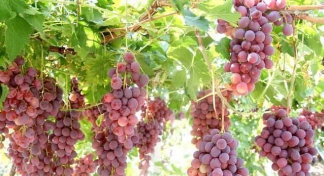  「葡萄」农村院子里的葡萄树，为什么没有人种了？现在才明白