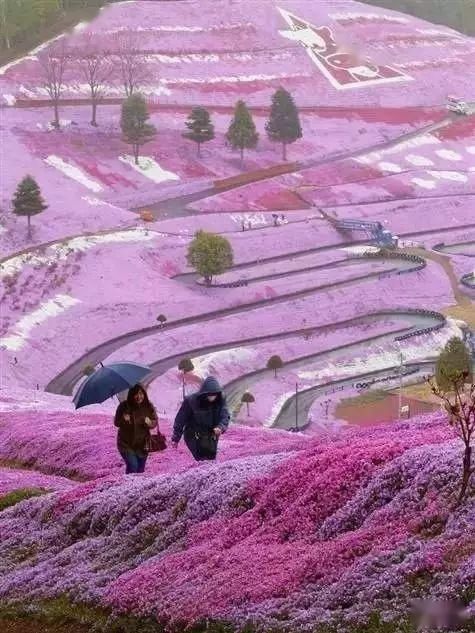  【漫步】春暖花开，谁能陪我漫步这么美的路？