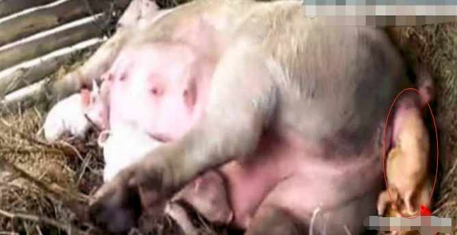 农村大妈早上喂猪，看到猪圈里的罕见的这一幕，大妈瞬间乐坏了！