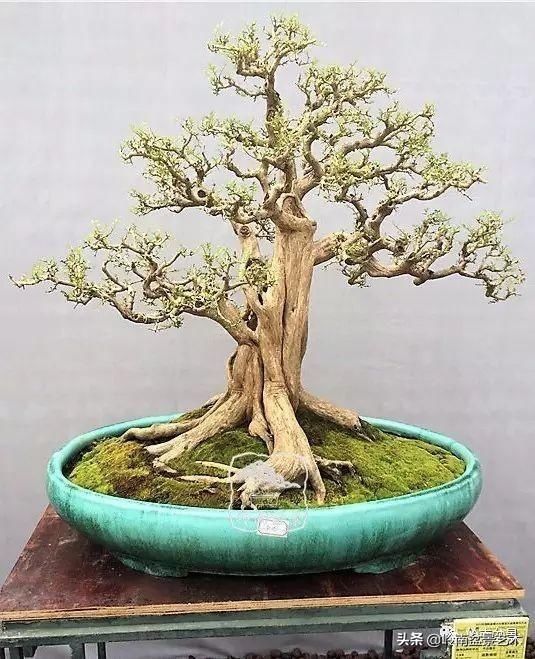  「作品」有年功的盆景，品相好，价值高！
