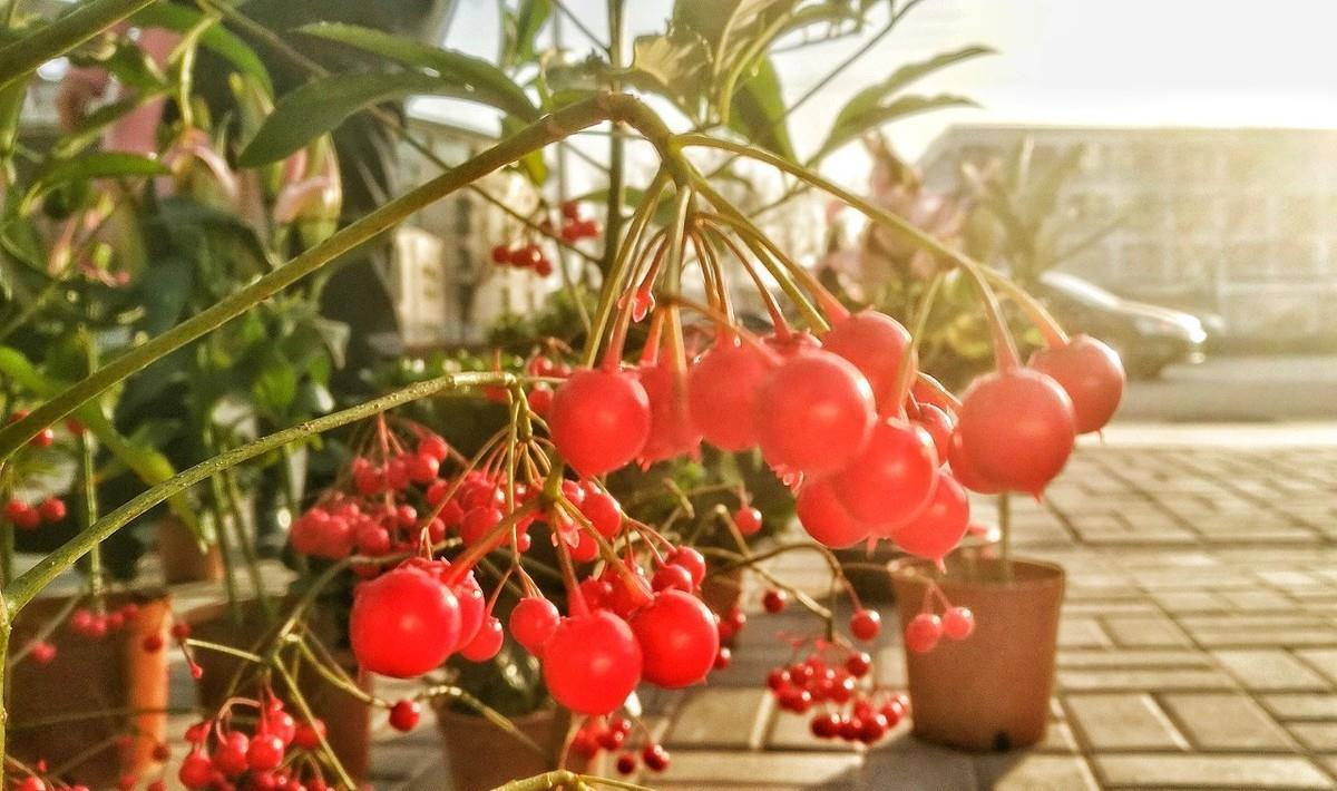【富贵】养花就养3种花,开花好运来,富贵当头一年好运,一养就喜欢
