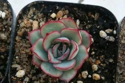  「脸盲」36种多肉图谱，啥肉都能叫上名，不再脸盲！