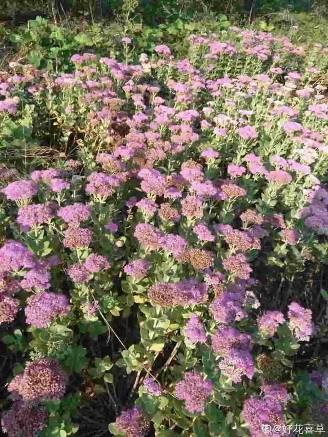  慎养■这花要慎养，每年砍掉3麻袋，照样蹭蹭长