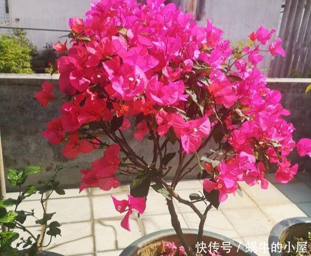 预防|新买的三角梅,三五天就晒死?做好3点,预防商家有“猫腻”