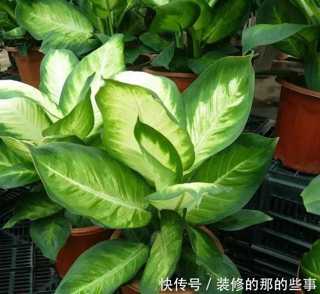  「阳光」这5种叶子花，命贱好养，没阳光也能长好！叶子比花好看