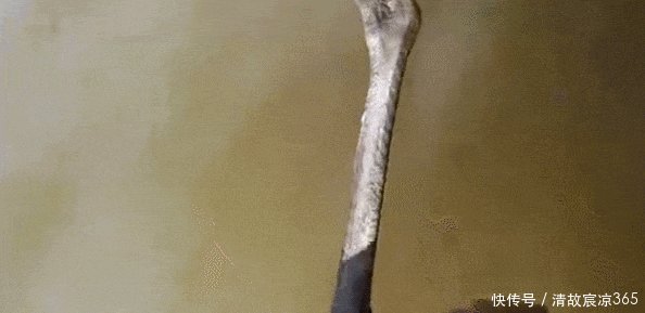  #垂钓#水中垂钓发现岸上树下有动静，男子上前看到了这只大家伙
