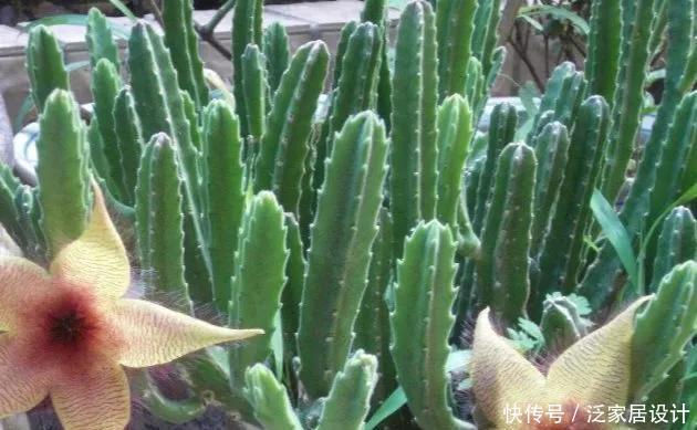  越来越■多肉迷越来越多，但是这几类多肉植物不宜养，有毒呢！