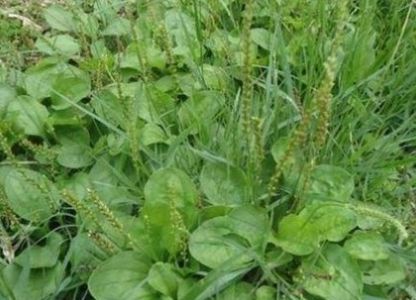  野草：农村一种降火的神奇野草，种植一亩收入2万元，你小时候见