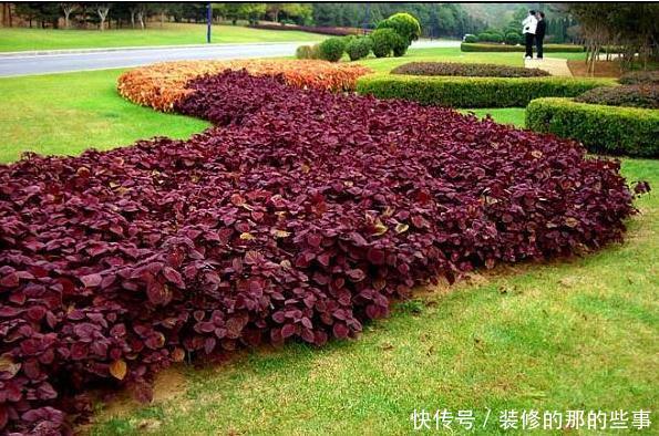 『养花』新手养花,不如养观赏精品:彩叶草,株型美观、色彩多样