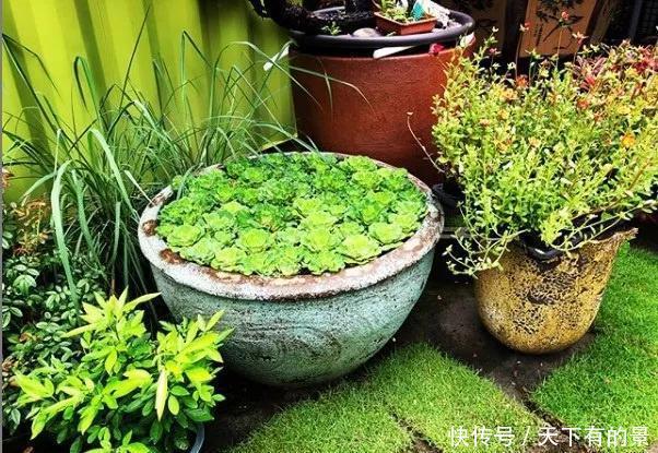  【拿来】30斤的大水缸，拿来养花成宝贝，怪不得都抢着要！