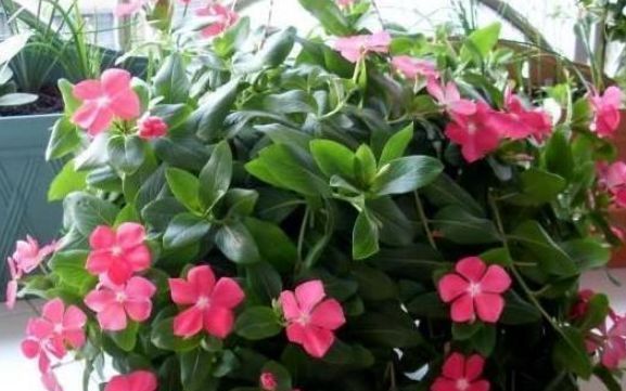 阳光@最适合夏天养的4种花卉,耐高温开花多,温度再高也不死