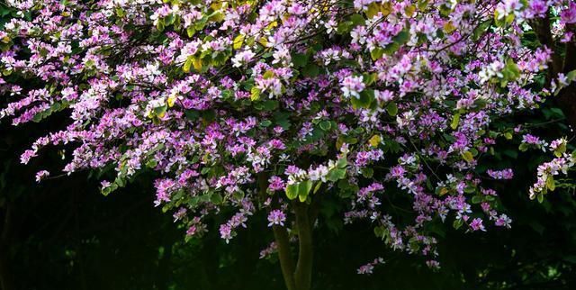 『头晕』家中有老人最好避免养护这些植物,头晕胸闷可不是闹着玩的!