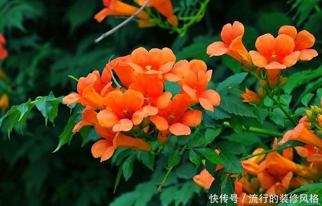 能力|一种花攀爬能力强,名叫凌霄花,现在种一棵轻松养出花墙