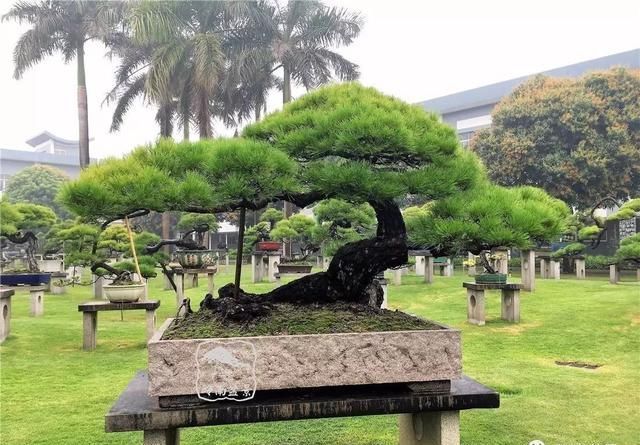 盆景大师都爱玩，山松会否成为下一个热点？