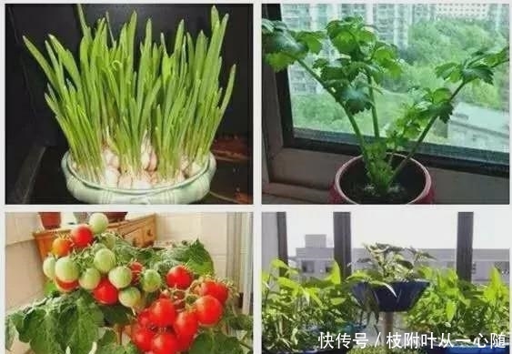 厉害:中国大妈把洋女婿的花园种成了菜园,网友:厉害啊