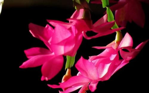  满屋子：此四款花，比绿萝好养，比兰花还香，花开一朵，满屋子香气！?