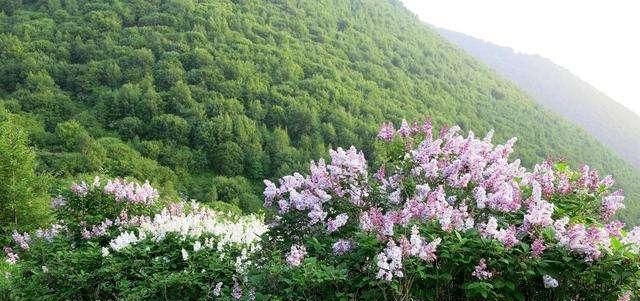  【土壤】赶走蚊子、螨虫效果好，这2种树，客厅放一盆，味道好作用多！