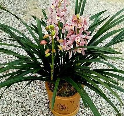  『香妃』有着极其好听的名字，名如其花，香气袭人，花色粉红可爱，易养活