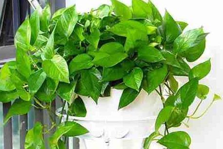  「能茁壮成长」这3种绿植可以说是天然的空气净化器，卫生间放一盆，异味都跑了