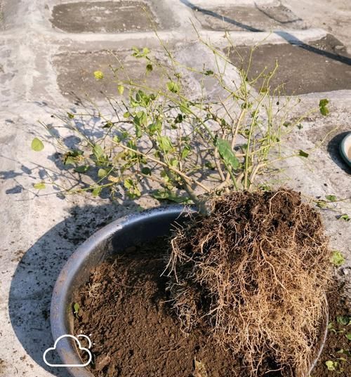  「盆以后」实例分享茉莉花的翻盆过程，照着做保证茉莉花服盆快，有图有真相