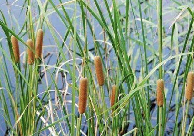 爱惜@1种野草像“香肠”,若在池塘边看到它,请爱惜,珍贵、有价值!