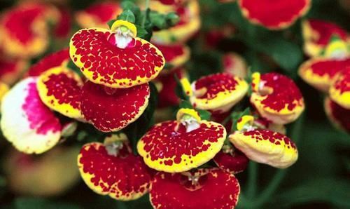  #迷人#居家养这四款花，花量大花期长，一盆开花四季，花朵美艳迷人
