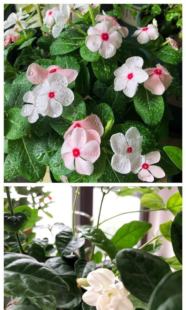  『阳台』阳台花植事——万物有灵且美
