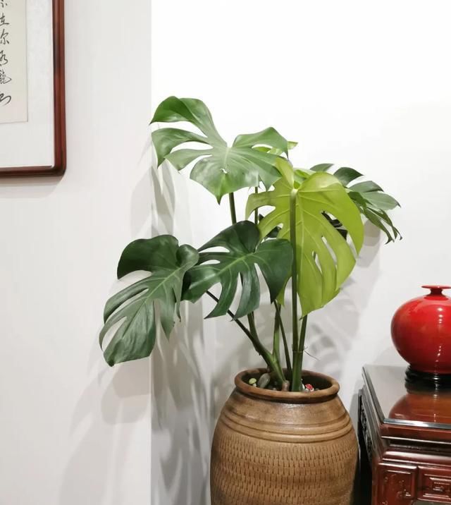  「家里」家里养盆镇宅花,除煞气,保家宅,越养越旺家