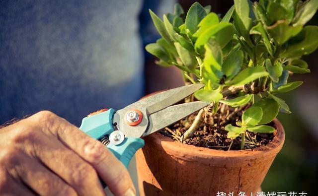  盆栽金银花■双黄连必备元素金银花，开春做好修剪工作，才能花开180天