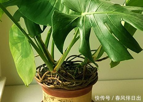 喜欢|居家就养这3种绿植,只是浇水就能长不停,一天不浇就渴死