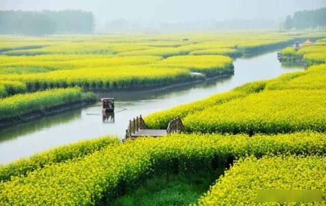  「樱花」中国这些花开成海的地方，美极了