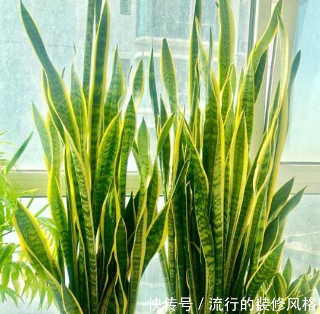  『日子』养花就养3种花，招财纳福好运来，日子越过越红火