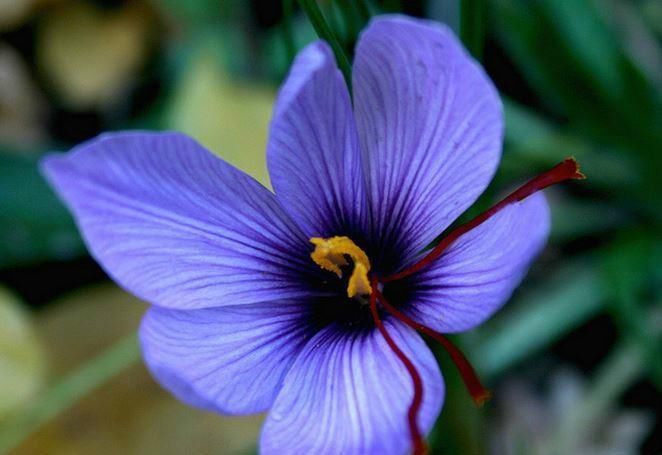  『番红花』此花，花朵娇柔优雅，花色多种，具特异芳香。