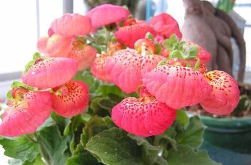  『娇艳』荷包花寓意吉祥，花开娇艳绚丽，养护荷包花要注意什么