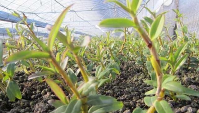  [铁皮石斛]这种植物，人称“植物黄金”，收购价一年高过一年，