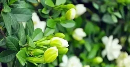  『窗台养护』不同的植物放不同窗台养殖，“分分钟”爆盆，看看你家植物适合放哪里？